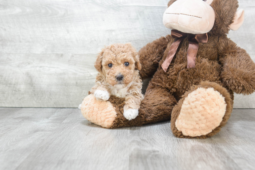 Maltipoo Pup Being Cute