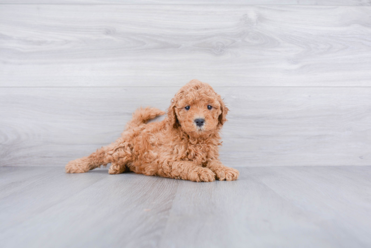 Fluffy Mini Goldendoodle Poodle Mix Pup