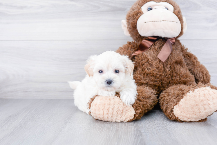 Petite Maltipoo Poodle Mix Pup