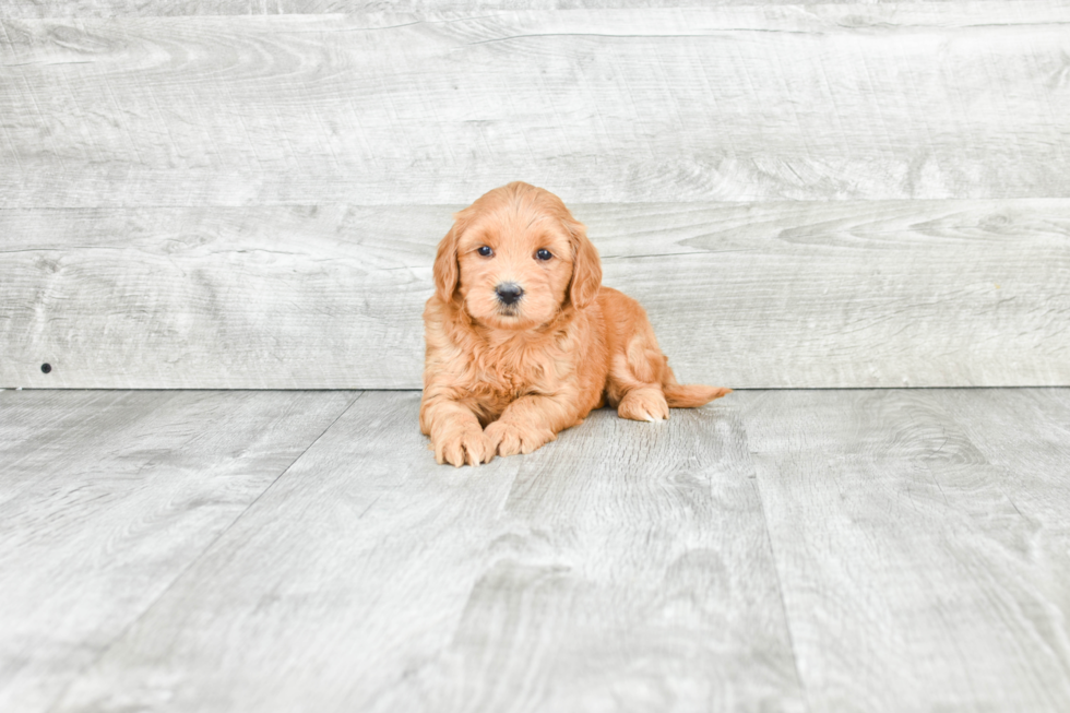 Mini Goldendoodle Pup Being Cute