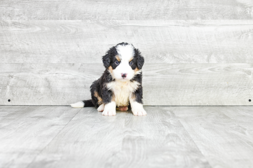 Popular Mini Bernedoodle Poodle Mix Pup