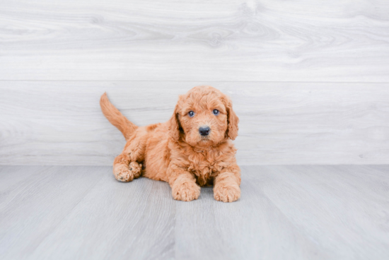 Funny Mini Goldendoodle Poodle Mix Pup