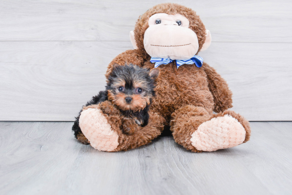 Meet Ronaldo - our Yorkshire Terrier Puppy Photo 