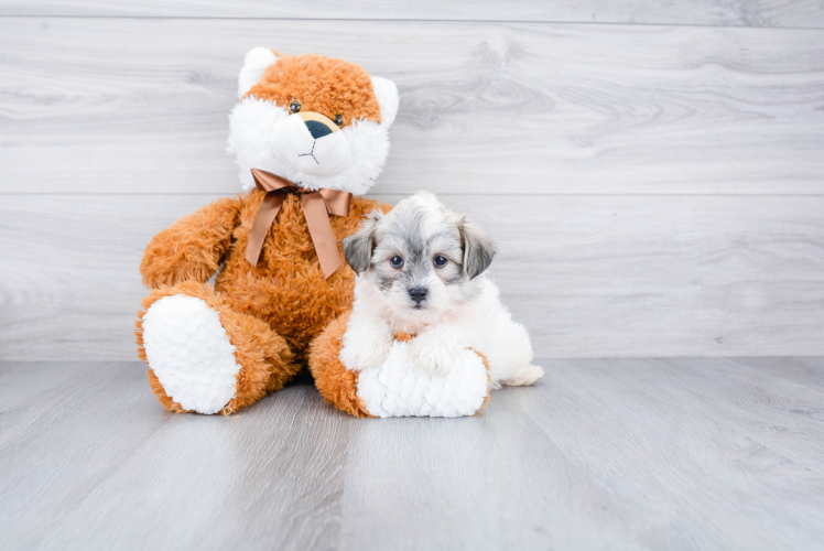 Best Havanese Baby