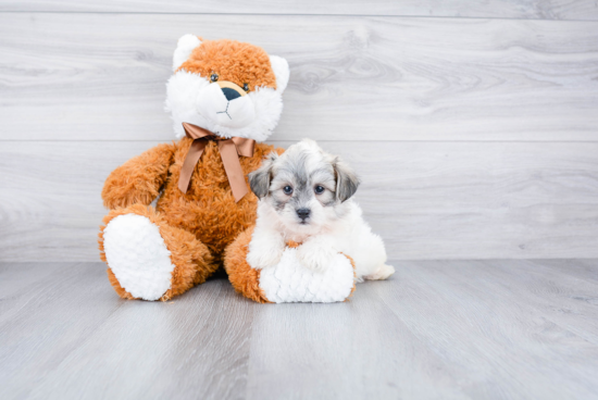 Best Havanese Baby