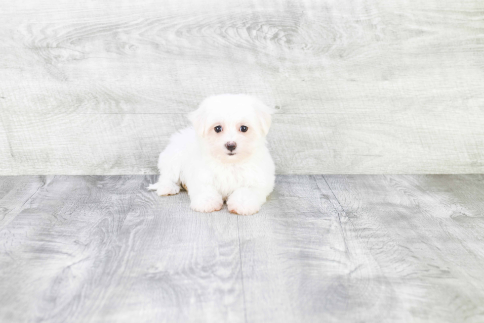 Maltese Pup Being Cute