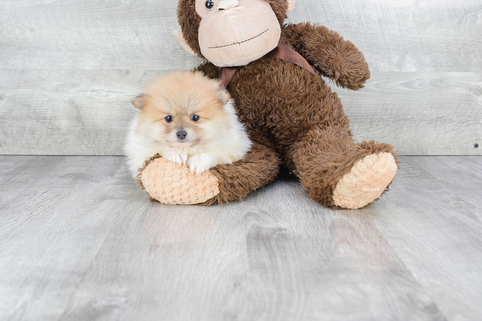 Petite Pomeranian Purebred Puppy