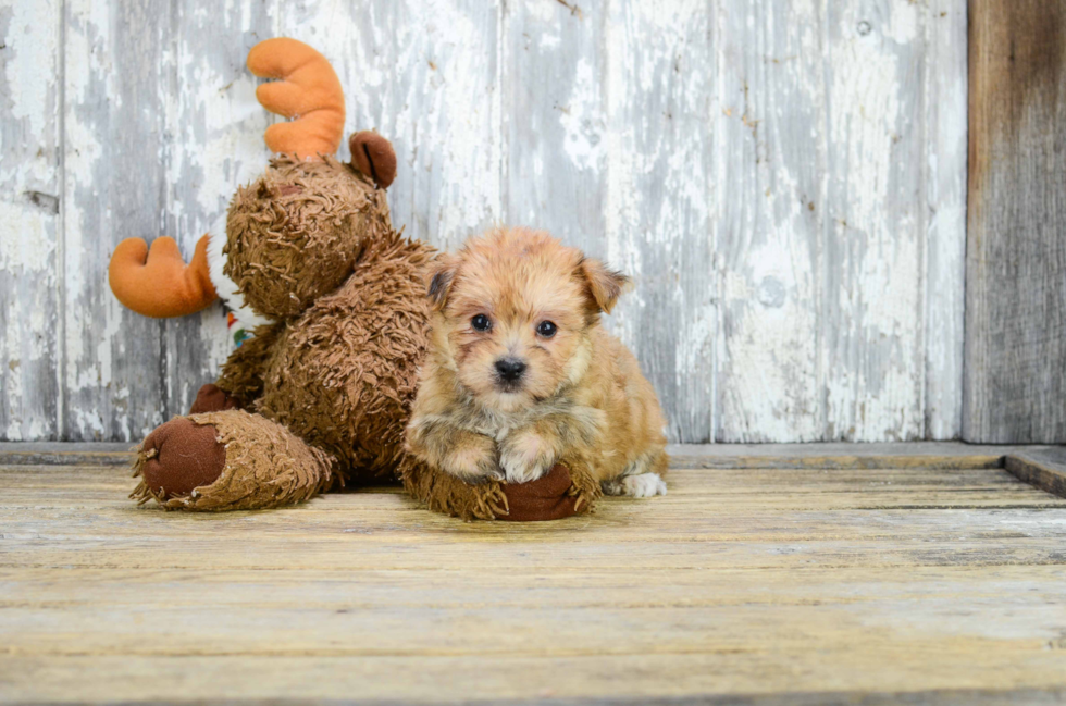 Morkie Pup Being Cute