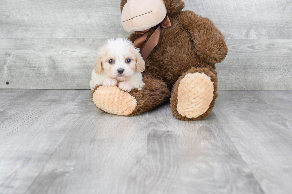 Smart Cavachon Designer Pup