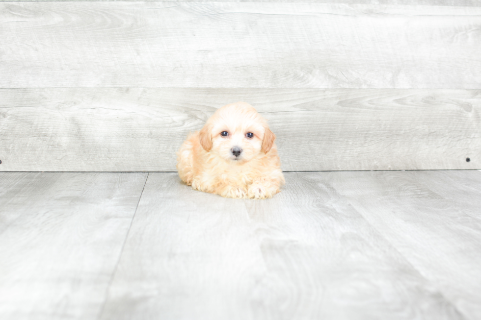 Maltipoo Puppy for Adoption