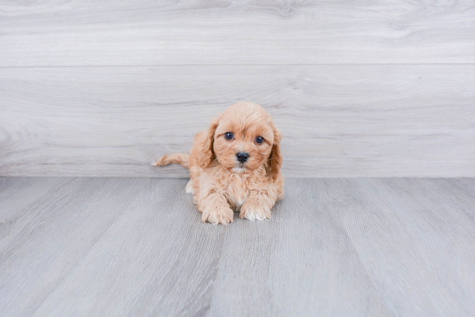 Happy Cavapoo Baby