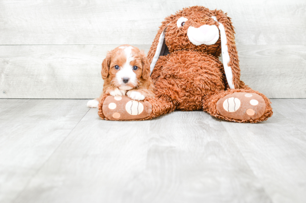 Smart Cavapoo Poodle Mix Pup