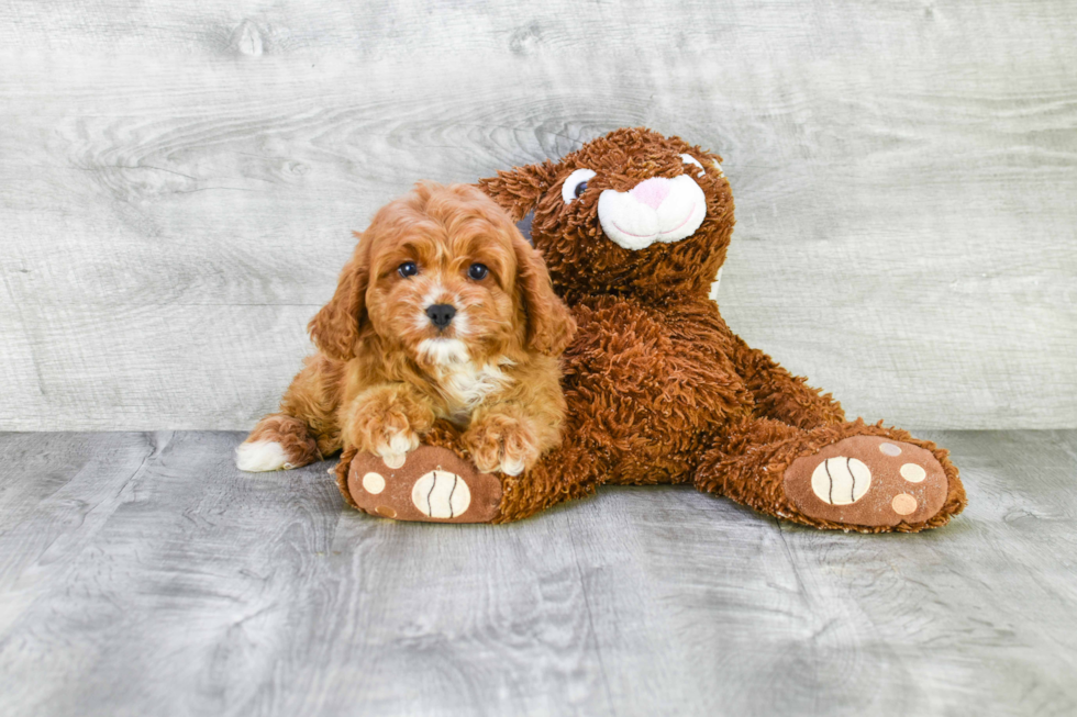 Cavapoo Pup Being Cute