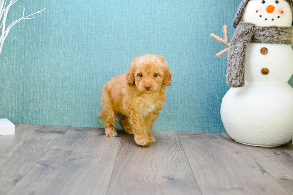 Mini Goldendoodle Pup Being Cute