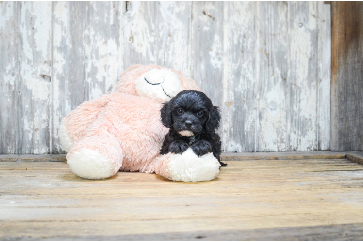 Energetic Cavoodle Poodle Mix Puppy