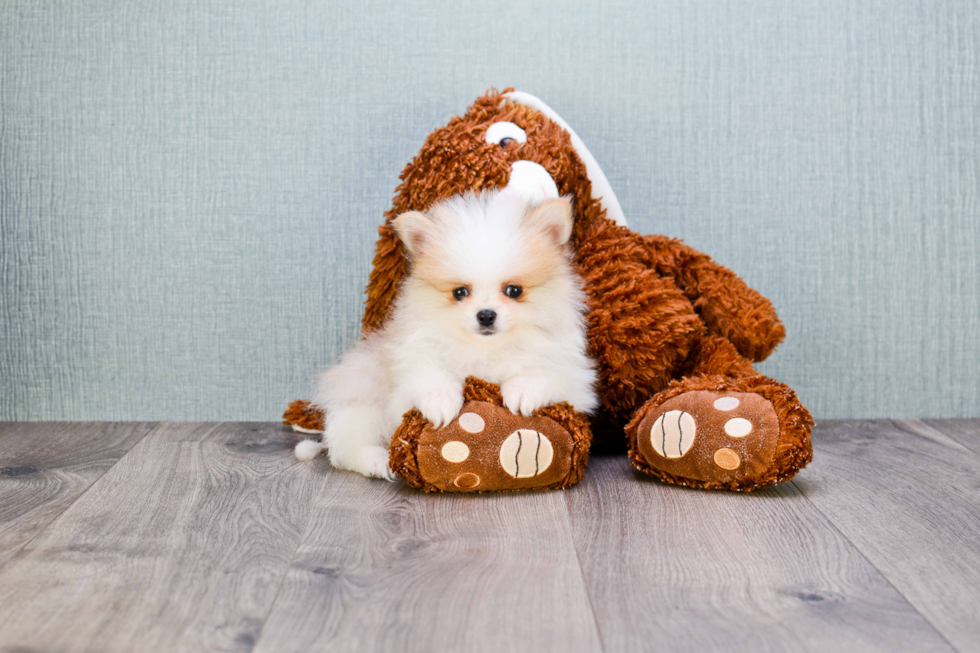 Friendly Pomeranian Purebred Pup