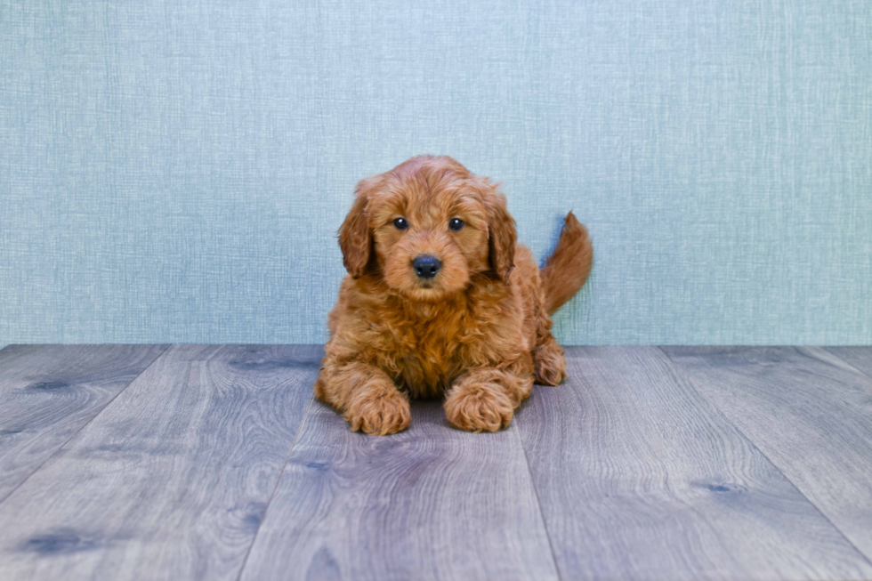 Hypoallergenic Golden Retriever Poodle Mix Puppy