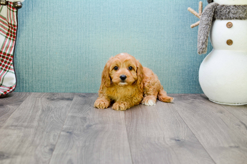 Best Cavapoo Baby