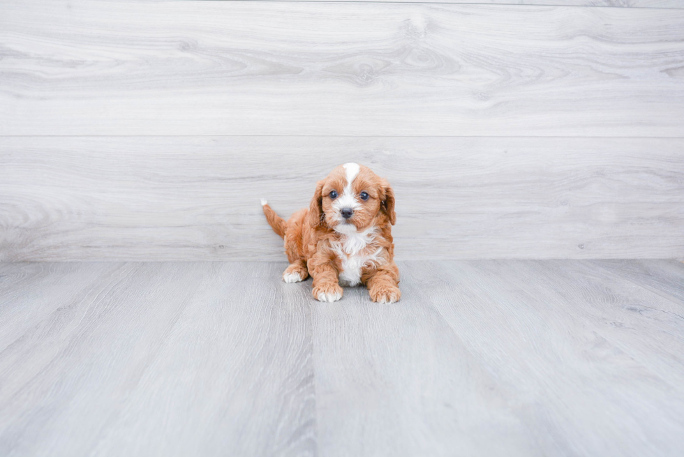 Energetic Cavoodle Poodle Mix Puppy