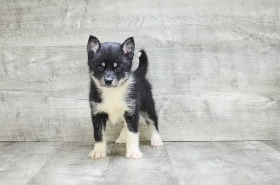 Sweet Pomsky Baby