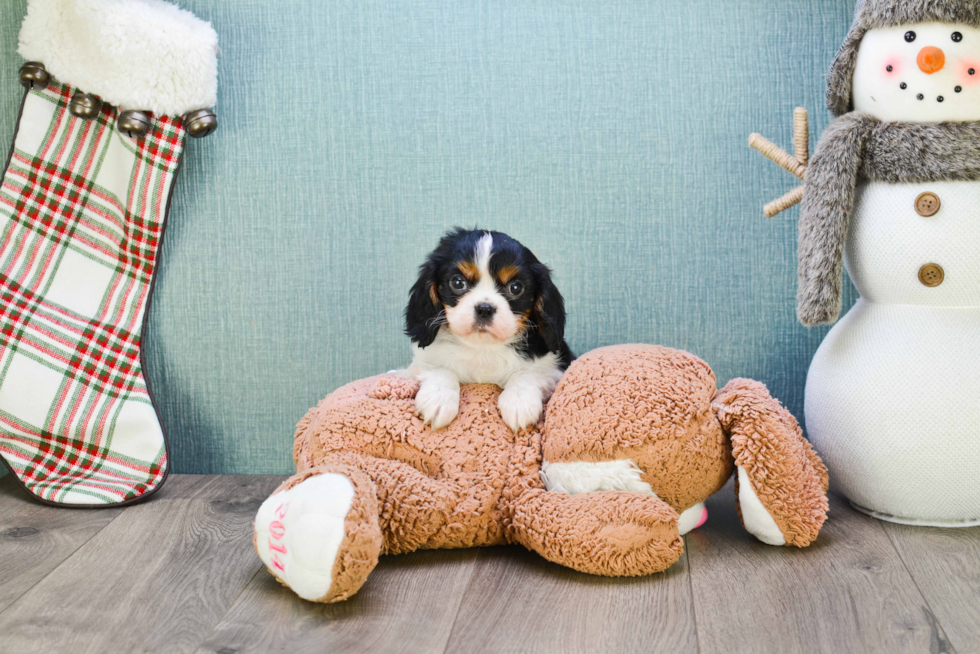 Cavalier King Charles Spaniel Pup Being Cute