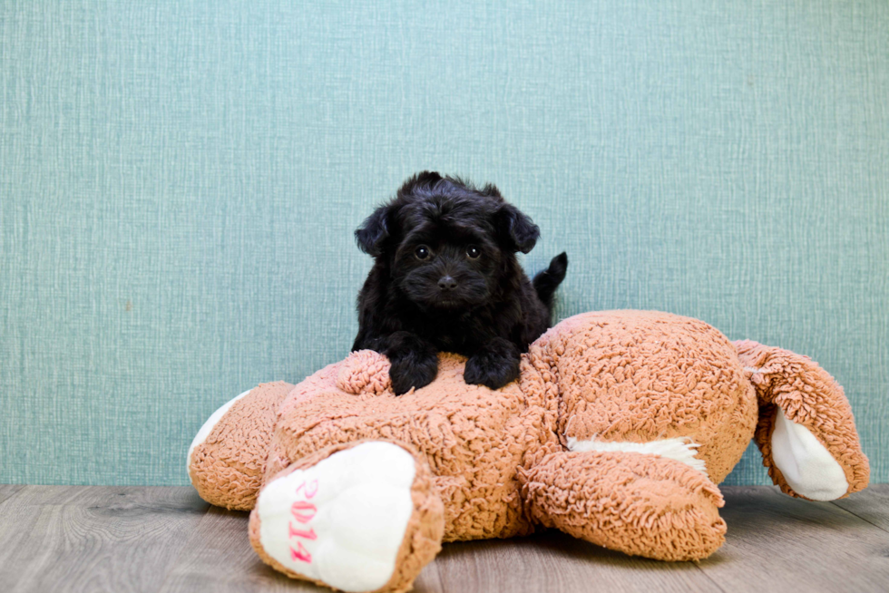 Smart Yorkie Poo Poodle Mix Pup