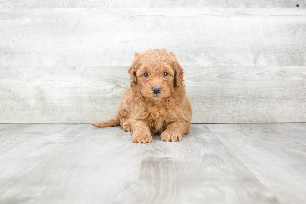 Cute Mini Goldendoodle Baby