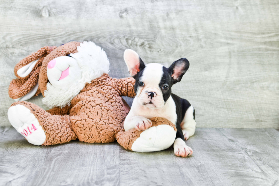 Small French Bulldog Baby