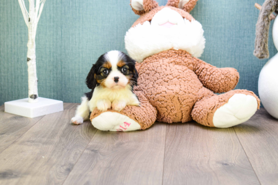 Cavalier King Charles Spaniel Puppy for Adoption