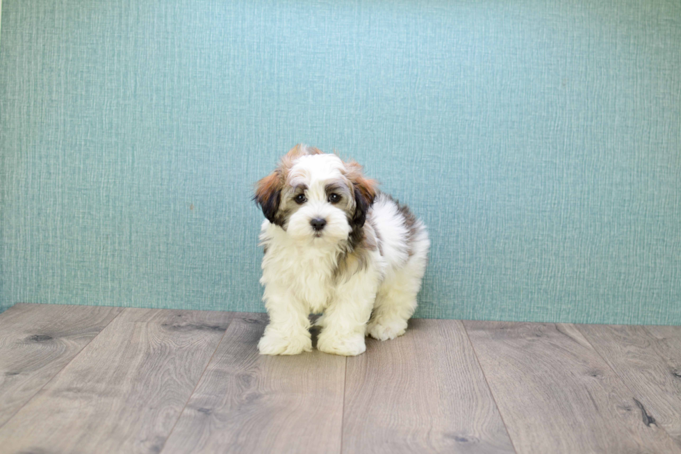 Havanese Pup Being Cute