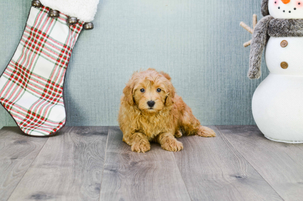 Cavapoo Puppy for Adoption