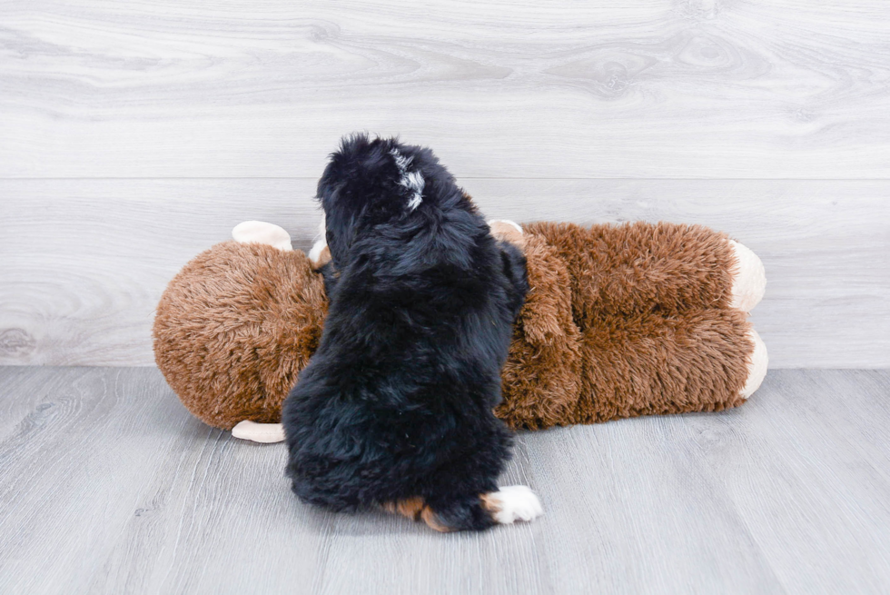 Mini Bernedoodle Pup Being Cute