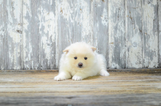 Hypoallergenic Pomeranian Purebred Pup