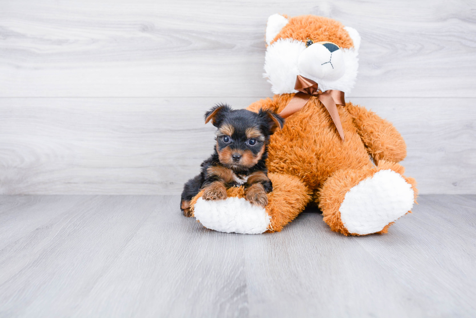 Meet Rascal - our Yorkshire Terrier Puppy Photo 