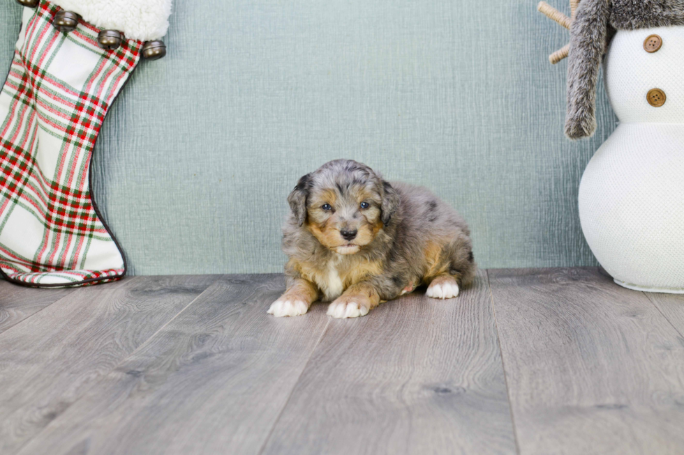 Mini Aussiedoodle Pup Being Cute