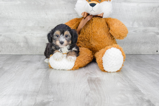 Sweet Mini Aussiedoodle Baby