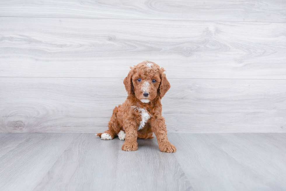 Small Mini Goldendoodle Baby