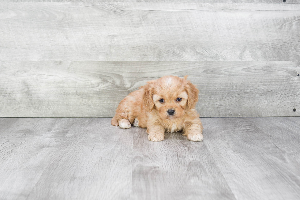 Sweet Cavapoo Baby