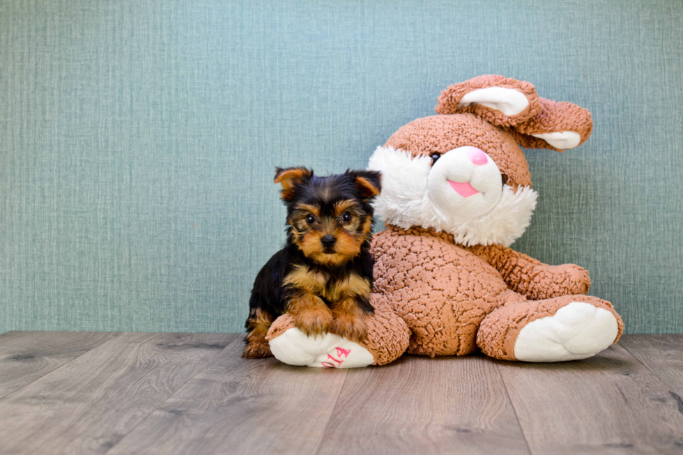 Meet Roscoe - our Yorkshire Terrier Puppy Photo 