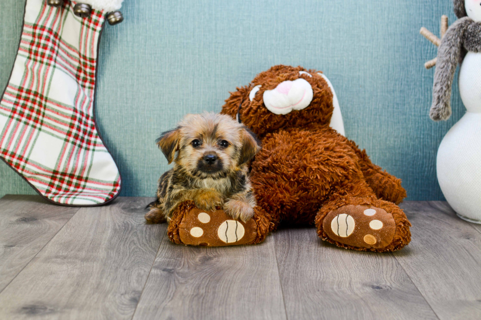 Small Morkie Baby