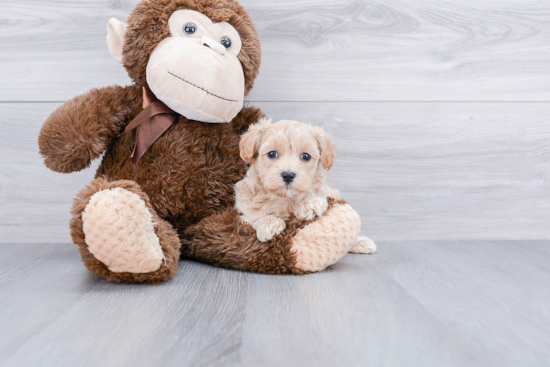 Best Maltipoo Baby