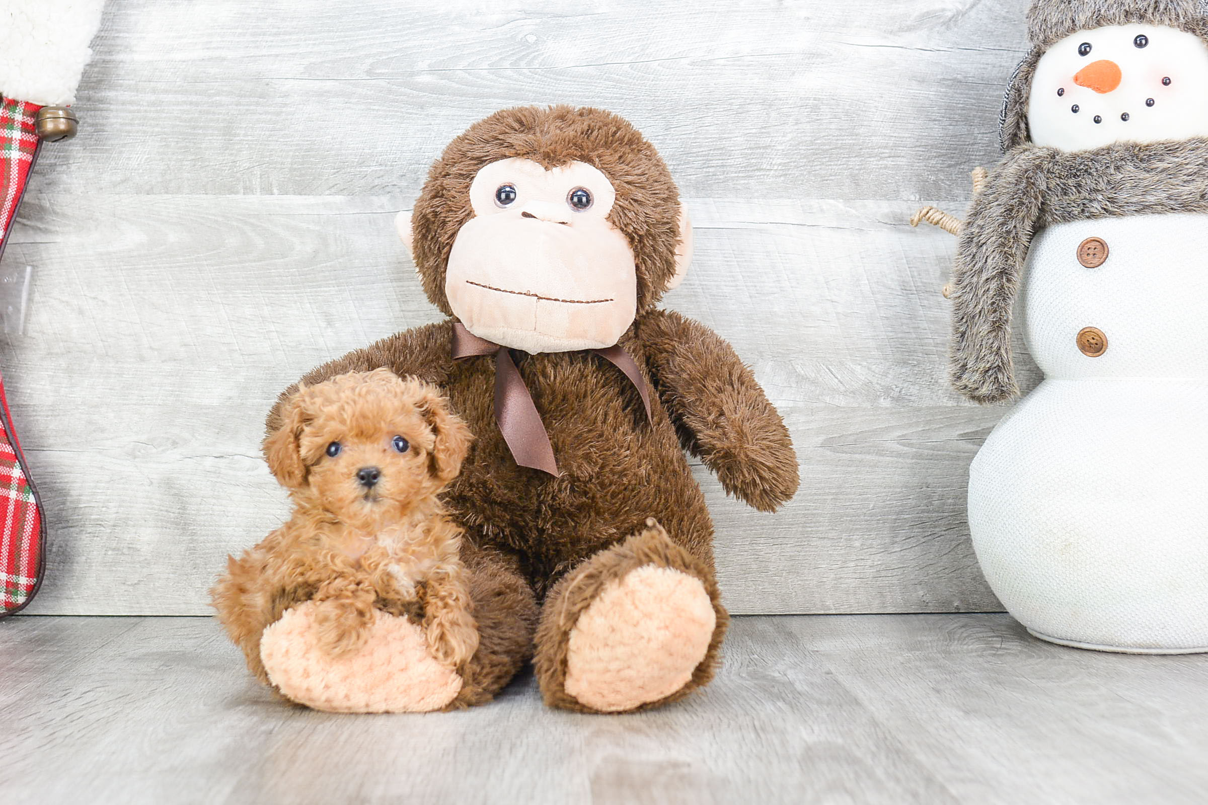 Akc Registered Poodle Baby