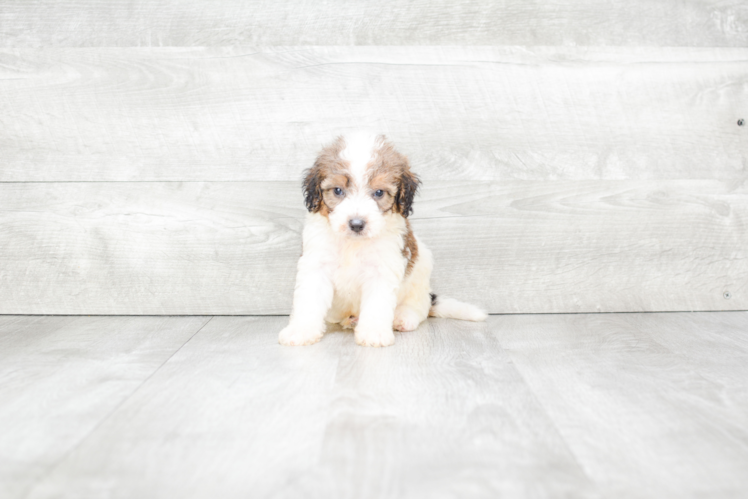 Hypoallergenic Bernadoodle Poodle Mix Puppy