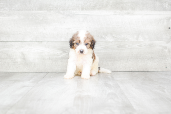 Hypoallergenic Bernadoodle Poodle Mix Puppy