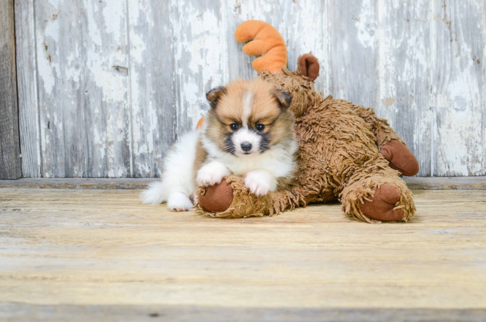 Pomeranian Pup Being Cute