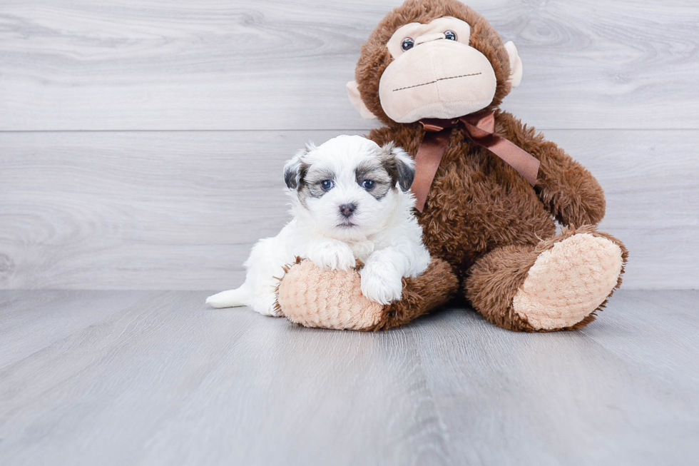 Teddy Bear Pup Being Cute