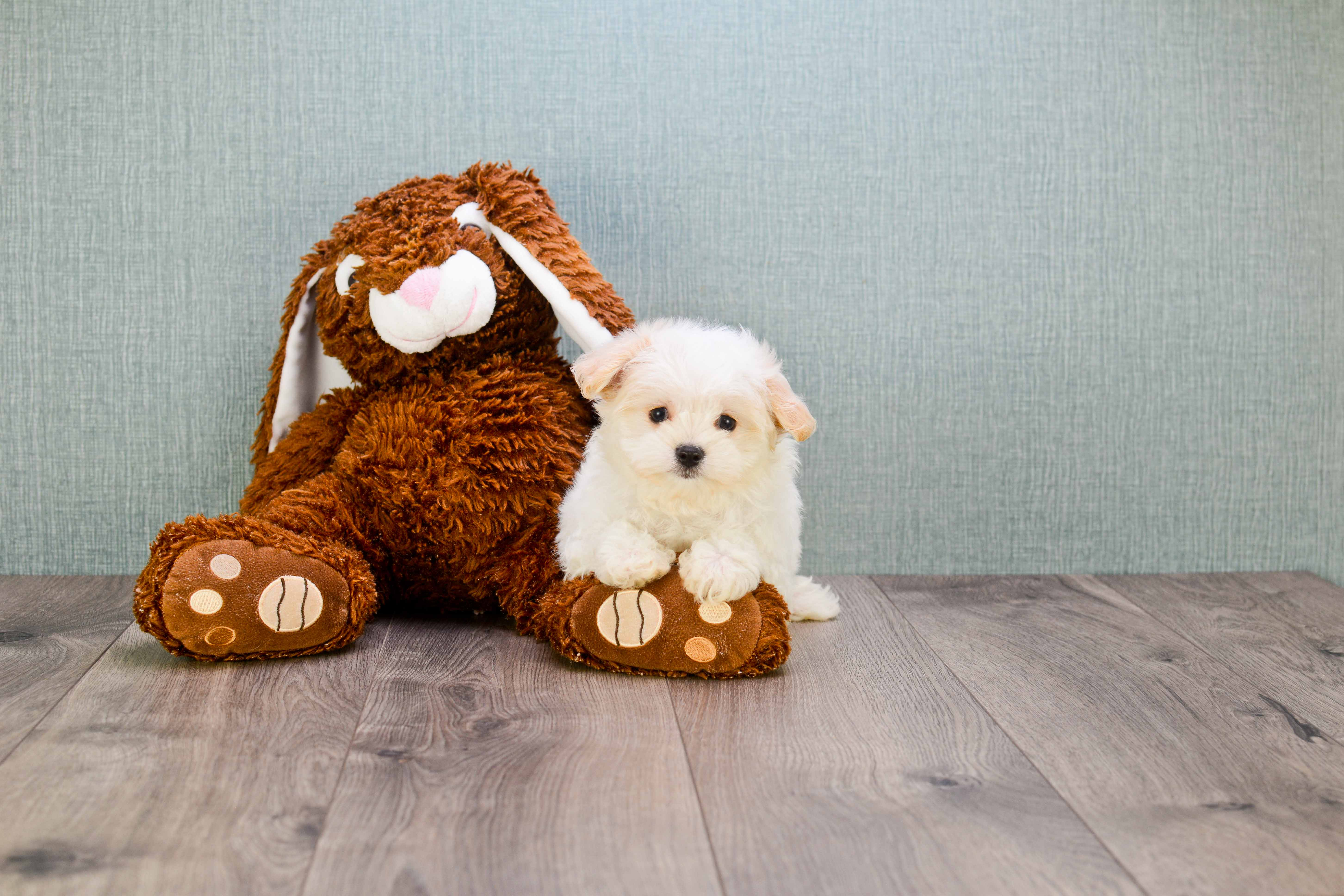 Maltipom Pup Being Cute
