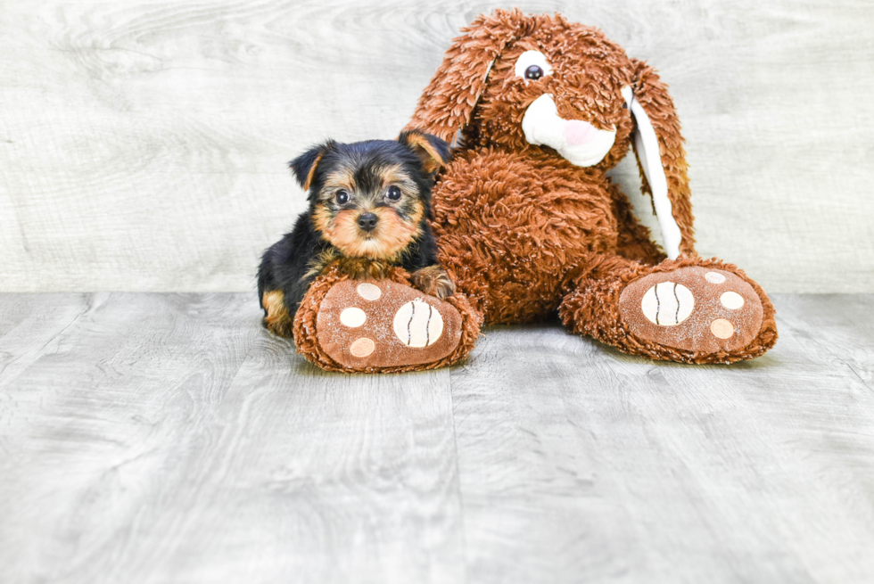 Meet Avery - our Yorkshire Terrier Puppy Photo 