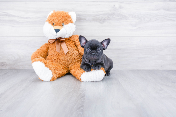 Petite Frenchie Purebred Puppy