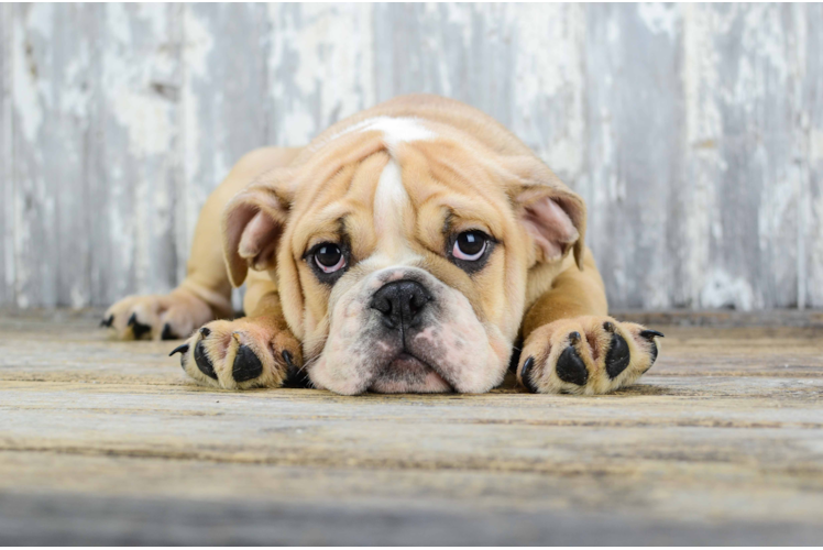 English Bulldog Pup Being Cute